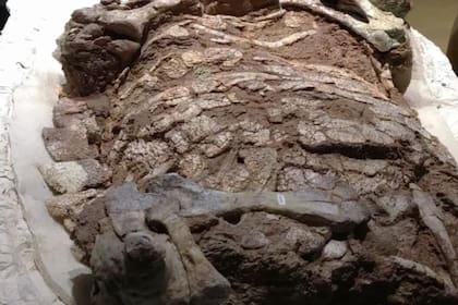 Es una nueva especie de etosaurios, que se extinguieron hace más de 200 millones de años