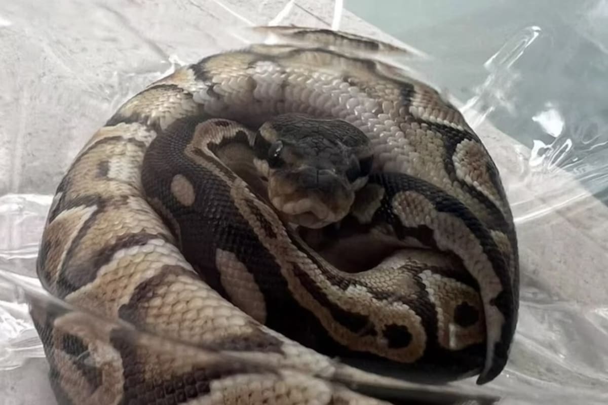 Es una serpiente constrictora originaria de la India, Pakistán, Nepal e Indochina