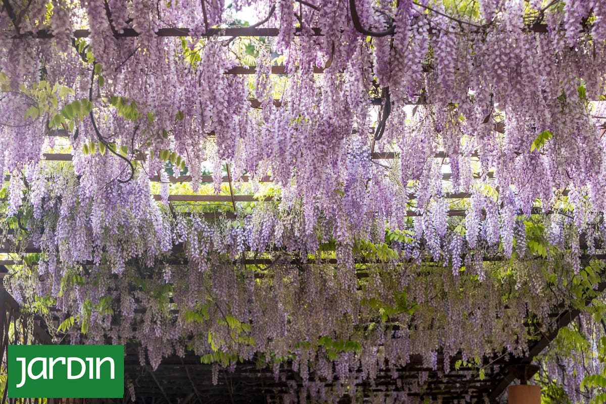 Es una trepadora de crecimiento vigoroso, pero que tarda algunos años en florecer