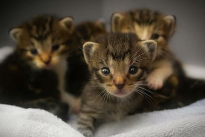 Es uno de los animales más populares del mundo. Fuente: Pixabay