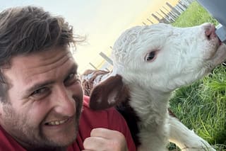 Es veterinario y se volvió furor al mostrar la recuperación diaria de un ternero abandonado por su mamá