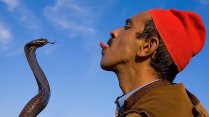 Esa lengua bífida le deja saber a la cobra exactamente dónde estás