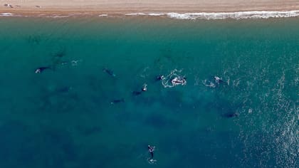 Esa mañana habían contado 144 ballenas en la zona y detectaron que su comportamiento era inusual