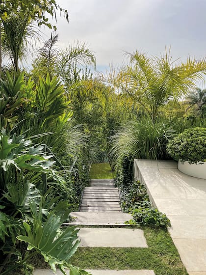 Escalera principal que une la galería y la terraza de césped que se usa como expansión, rodeada por la vegetación exuberante de diferentes texturas compuesta por: Salvia procurrens, Philodendron bipinnatifidum, Hedychium coronarium, Dietes vegeta grandiflora, Pittosporum tobira ‘Nana’ y Syagrus romanzoffiana