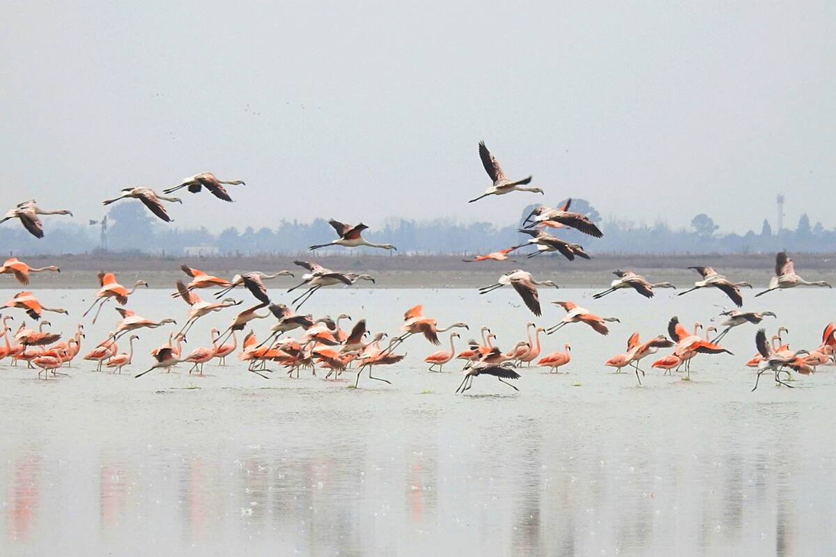 Escapada a la laguna de Gómez en Junín: los flamencos llegan atraídos por una especie llamada camarón de sal, su alimento preferido