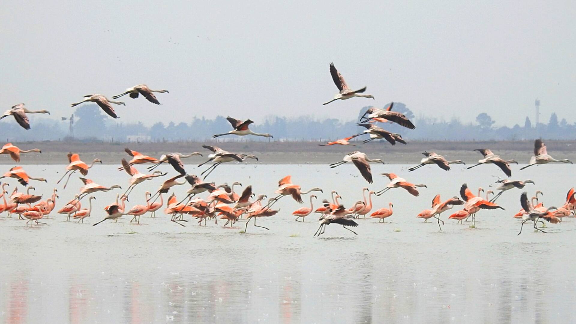 Escapada a la laguna de Gómez en Junín: los flamencos llegan atraídos por una especie llamada camarón de sal, su alimento preferido