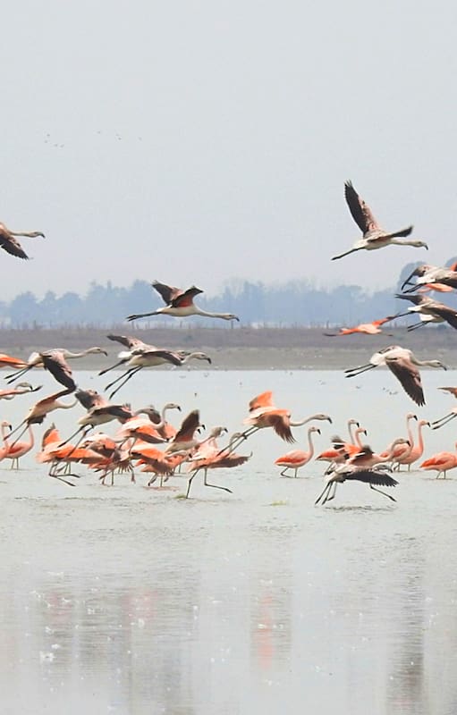 Escapada a la laguna de Gómez en Junín: los flamencos llegan atraídos por una especie llamada camarón de sal, su alimento preferido