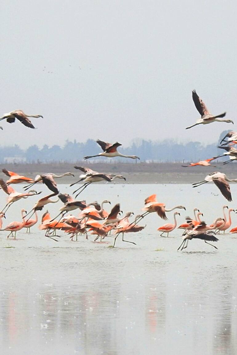 Escapada a la laguna de Gómez en Junín: los flamencos llegan atraídos por una especie llamada camarón de sal, su alimento preferido