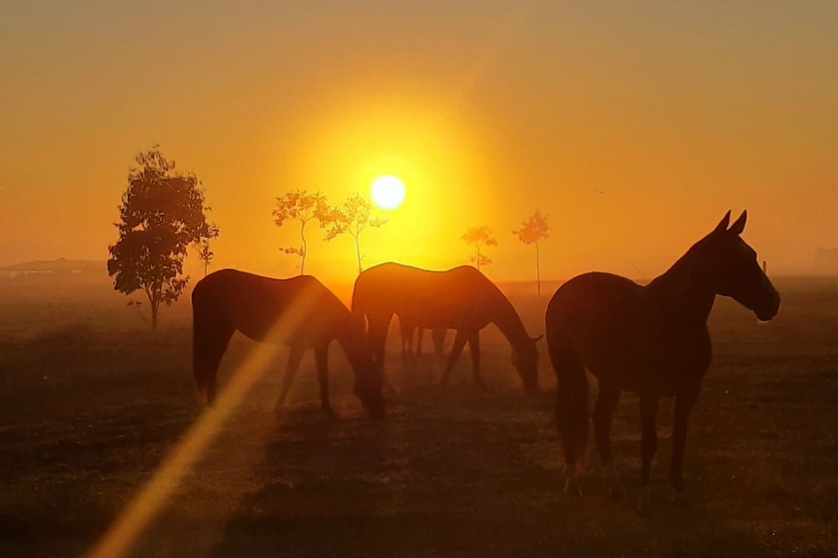 En Estancia Puesto Viejo se pueden visitar las caballerizas del lugar y hacer cabalgatas