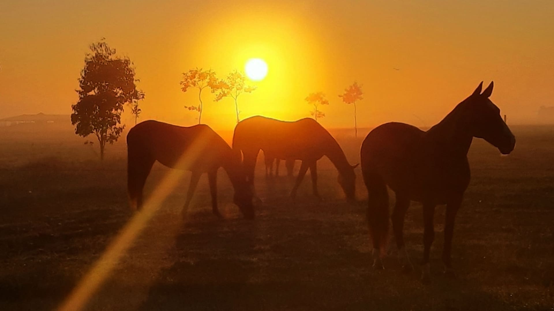 En Estancia Puesto Viejo se pueden visitar las caballerizas del lugar y hacer cabalgatas