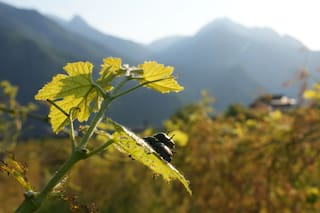 Un escarabajo japonés avanza por los viñedos y huertos del norte de Italia y frustra a agricultores