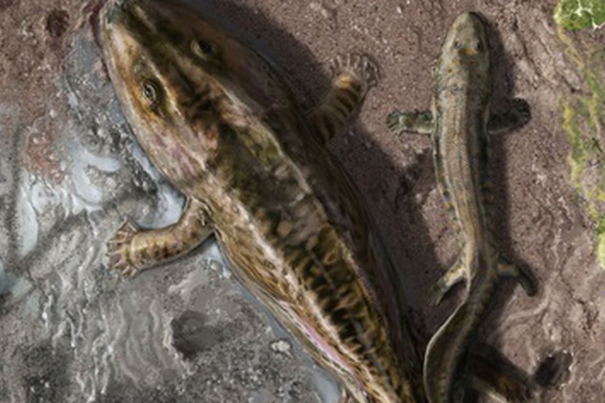 Escena que muestra dos tetrápodos tempranos del Devónico tardío, Ichthyostega y Acanthostega, que salen del agua para moverse por tierra