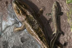 Escena que muestra dos tetrápodos tempranos del Devónico tardío, Ichthyostega y Acanthostega, que salen del agua para moverse por tierra