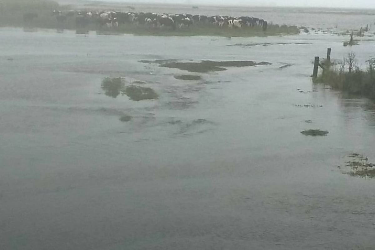 Escenario complicado en un campo en Cacharí, Azul