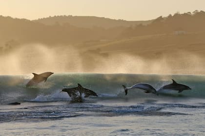 Escenas de una belleza inusitada recorren la serie que estrena Discovery