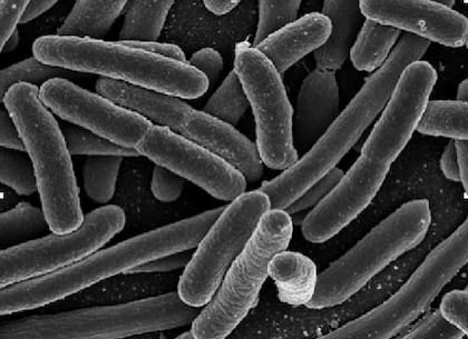 Se han detectado niveles peligrosamente elevados de bacteria Escherichia coli en varios puntos de monitoreo del río James en el área de Richmond (Archivo)