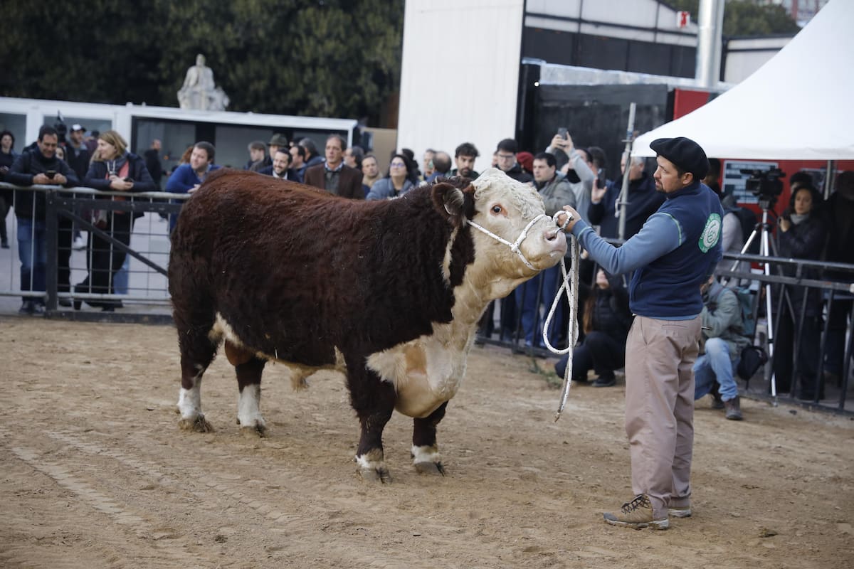 Escocés, el primer toro Hereford en la Rural