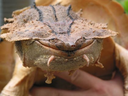 Escondidos en el lodo bajo el agua, los animales de hasta 53 centímetros de largo parecen rocas cubiertas de algas (Dr. Uwe Fritz)
