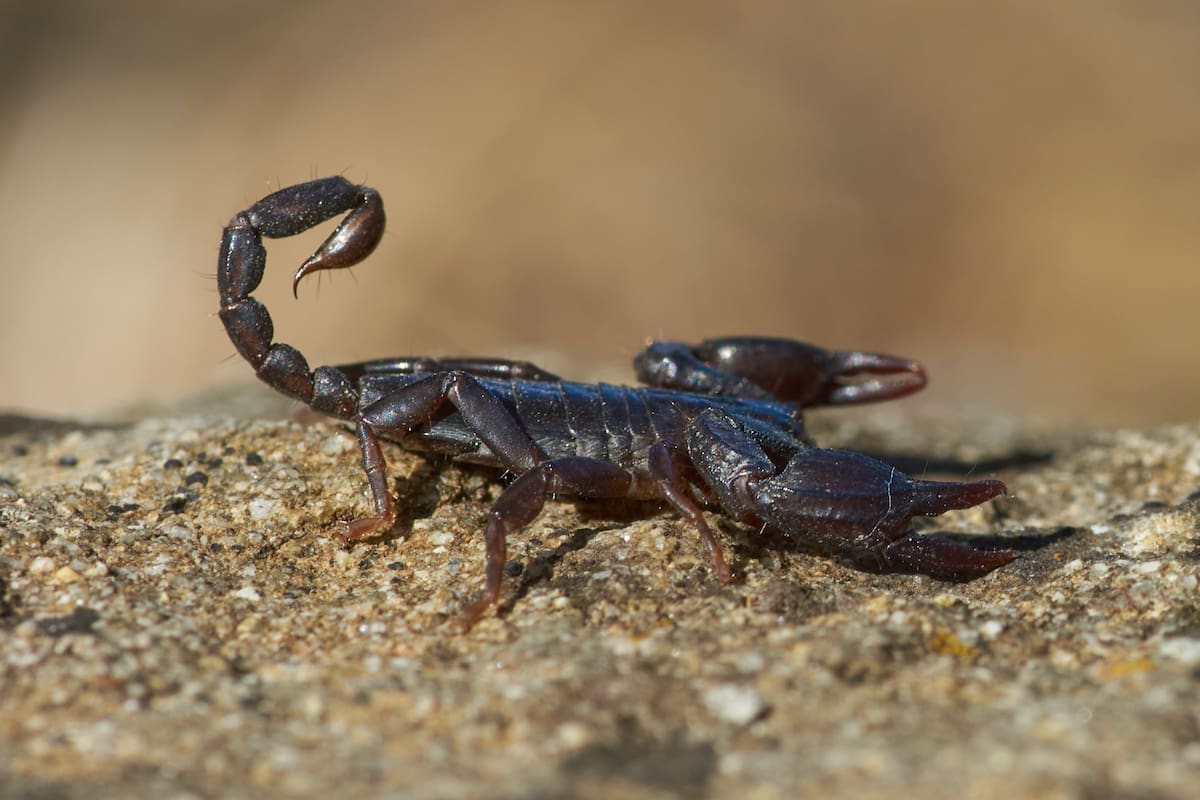 Escorpión