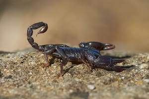 Escorpión