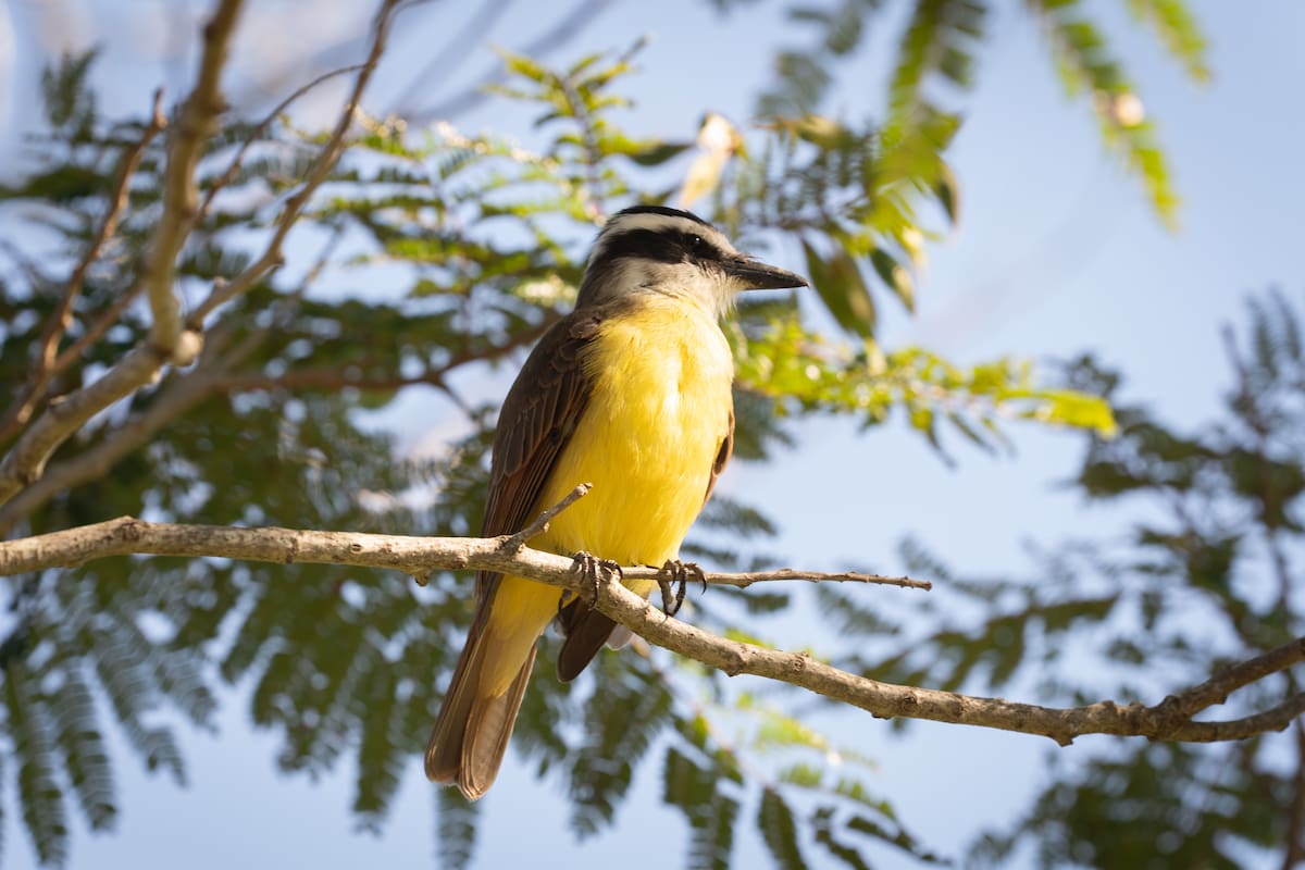 Escuchar benteveos cerca de tu casa: el significado y por qué es una buena señal