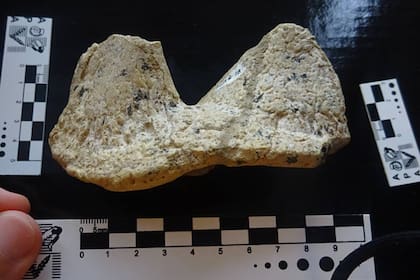 Escudo cervical de Patagopelta cristata, una de las piezas halladas en Salitral Moreno que ayudaron a reconocer que los restos correspondían a un anquilosaurio