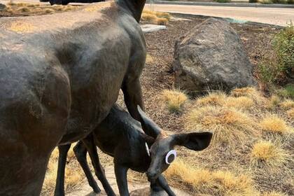 Esculturas con misteriosos ojos saltones provocan risas y se viralizan en la ciudad de Bend, Oregon