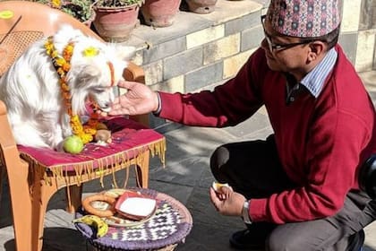 Ese día se le ofrece la mejor comida a la mascota y se lo trata como si fuera un dios