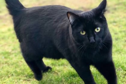 Esme, el felino delincuente, merodea los garajes de los vecinos y suele quedarse con guantes de jardinería o cualquier otro objeto que pueda recoger