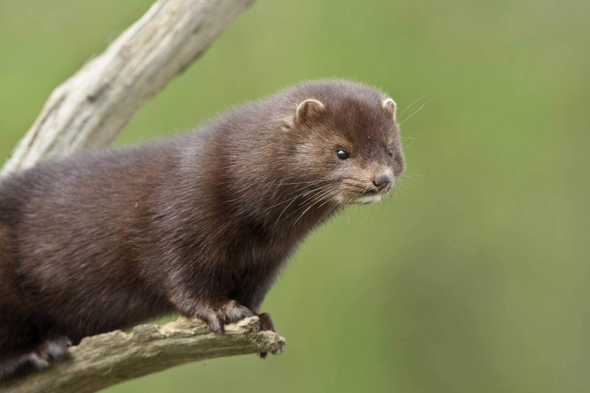 España: sacrificarán más de 92 mil visones por un brote de coronavirus