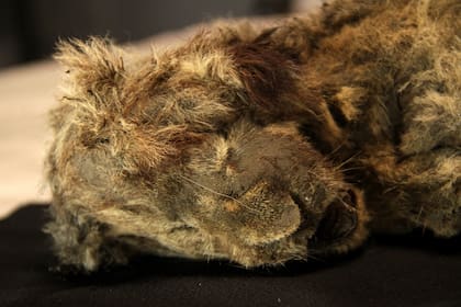 Esparta, la cachorra de león que data de la Edad de Hielo, fue encontrada con su pelaje, esqueleto y órganos casi intactos