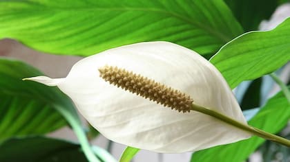 Espatifilo, flor de la paz, vela del viento, flor de muerto (Spathiphyllum sp.)