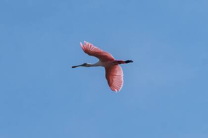 Espátula rosada en los alrededores de una laguna