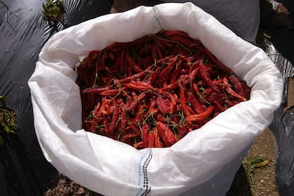 Los chiles, infaltables en la gastronomía mexicana