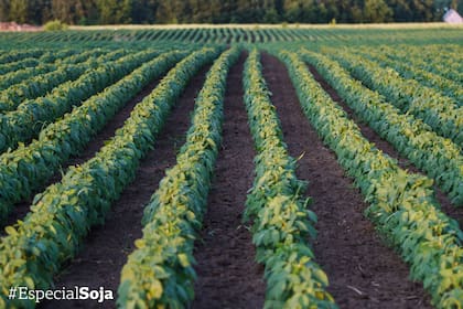 Especial Soja La Nación