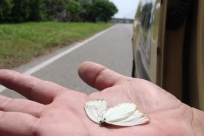 Especialista estudian el fenómeno de las mariposas muertas y aseguran que la causa es el "atropellamiento" en las vías de conducción