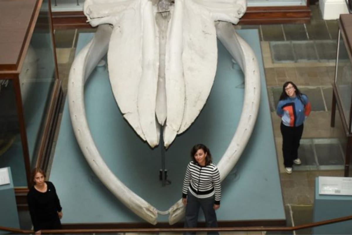 Especialistas del CONICET descubrieron nuevas claves sobre la evolución de ballenas y delfines (Foto: CONICET)
