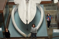 Un estudio del CONICET reveló cómo evolucionaron las ballenas y los delfines durante 50 millones de años