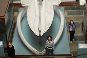 Científicos del CONICET reconstruyeron la historia evolutiva de los cetáceos durante 50 millones de años