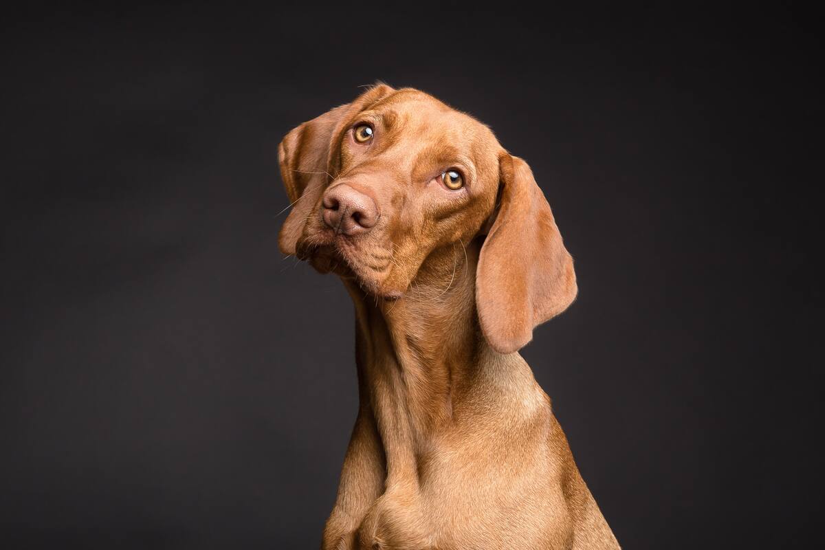 Especialistas destacan puntos a favor y en contra de la "humanización" de perros y gatos