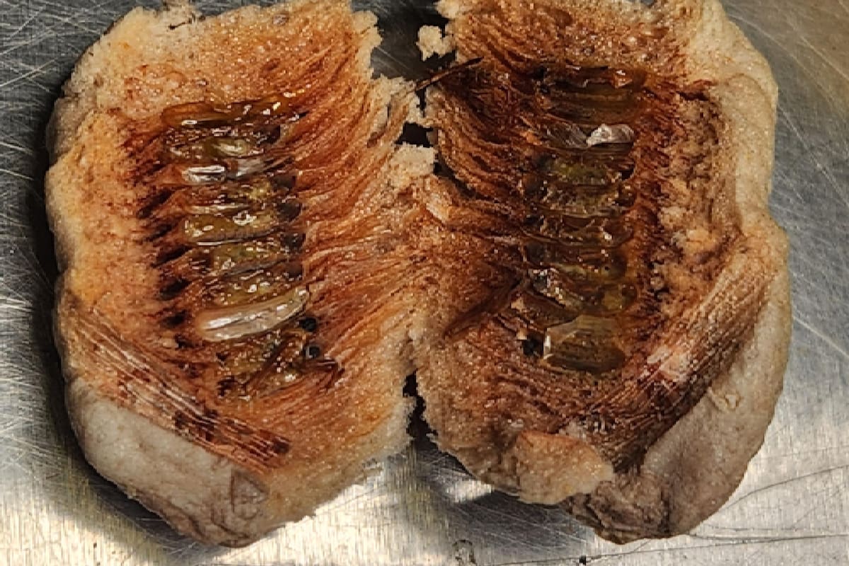 Especialistas en agricultura en el aeropuerto JFK, de Nueva York, en EE.UU., descubrieron larvas vivas entre flores de plástico