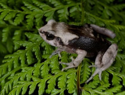 Especie conocida como Nectophrynoides viviparus