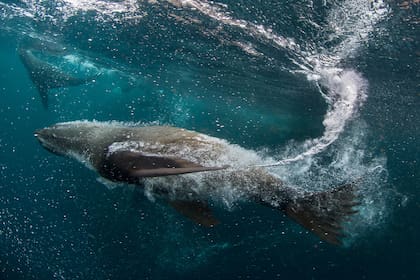 Especie de foca peletera que fue muy cazada en Tierra del Fuego hasta 1953