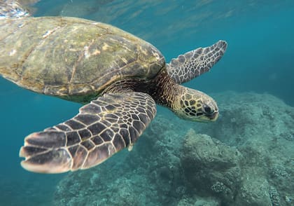Especies amenazadas tuvieron un regreso notable este año (Foto: Freepik)