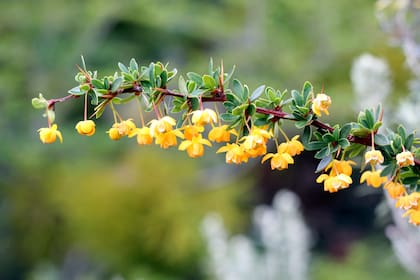 Especies autóctonas como Berberis microphylla son fundamentales para la supervivencia de aves y polinizadores en invierno, cuando el alimento es escaso