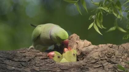 Especies de aves.