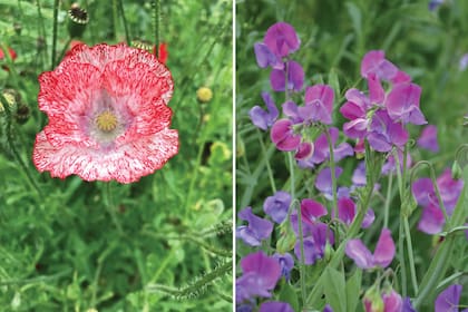 Especies de ciclo OIP (se siembran en otoño y florecen en primavera): Papaver rhoeas o amapola silvestre (izquierda) y Lathyrus odoratus (alverjilla de olor).