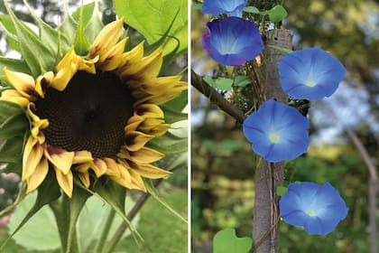 Especies de ciclo PVO: Helianthus annuus o girasol (izquierda) e Ipomoea ‘Giant Blue’ , campanilla (derecha).