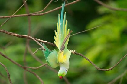 Especies en peligro: un periquito hace equilibrio en la rama de un árbol