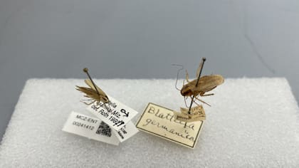 Espécimen de cucaracha asiática (izquierda) y una cucaracha alemana (derecha) en el Museo de Zoología Comparada de Harvard
